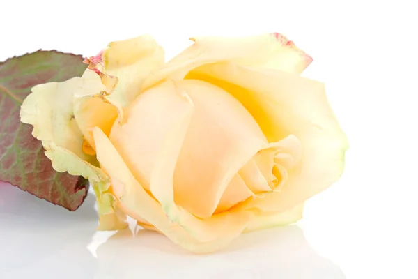 Rosa gialla in primo piano — Foto Stock