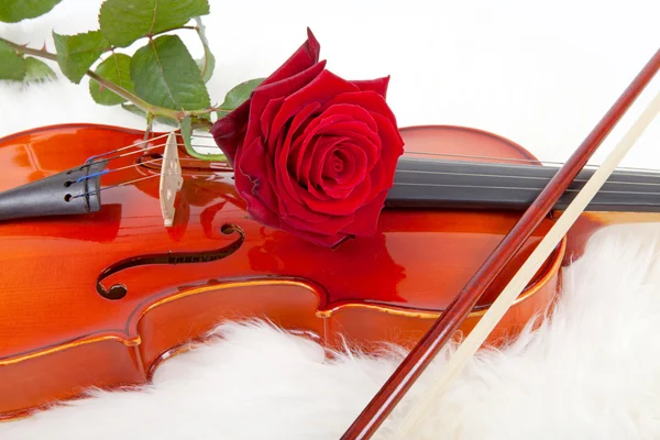 Скрипка Червона Троянда Ізольовані Білому Тлі — стокове фото