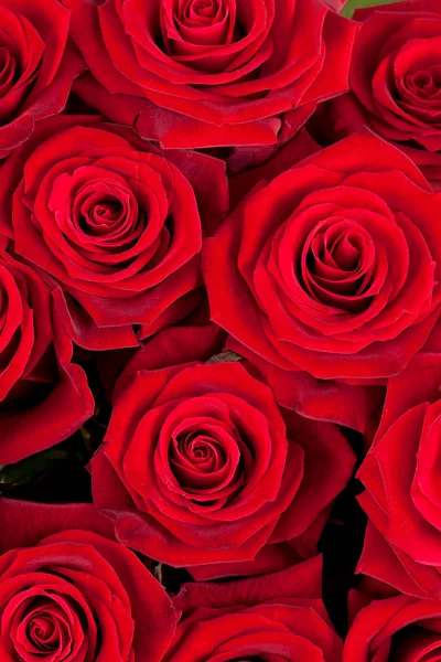 Fondo de rosas rojas —  Fotos de Stock