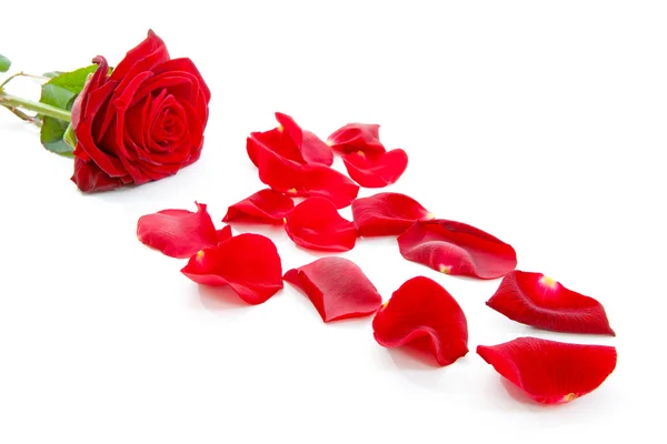 Rote Rose Und Blätter Nahaufnahme Vor Weißem Hintergrund — Stockfoto