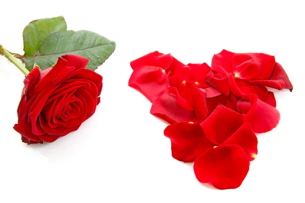 Κόκκινο τριαντάφυλλο και φύλλα σε σχήμα της καρδιάς — Φωτογραφία Αρχείου