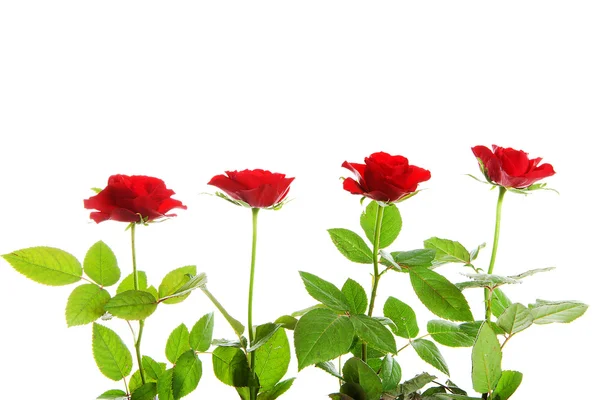 Τέσσερα Κόκκινα Τριαντάφυλλα Μια Σειρά Πάνω Από Λευκό Φόντο — Φωτογραφία Αρχείου