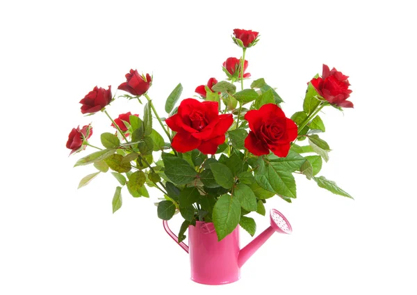 Rosa Gießkanne mit roten Rosen — Stockfoto