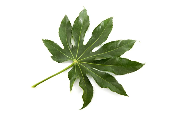 Groot groen blad — Stockfoto