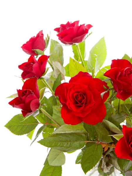 Bouquet Rose Rosse Sfondo Bianco — Foto Stock