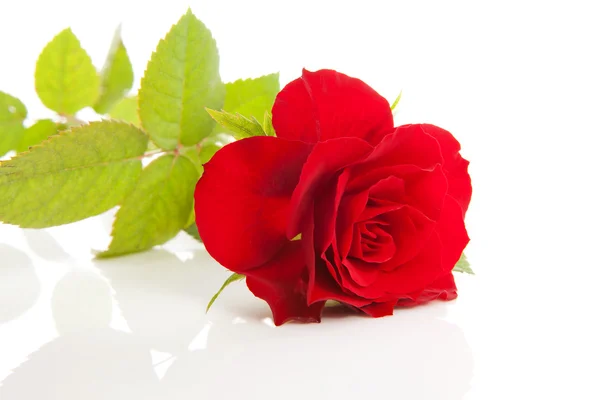 Jedna piękna czerwona róża — Zdjęcie stockowe