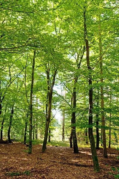 Green Trees Forest Leaves Ground — Stock Photo, Image