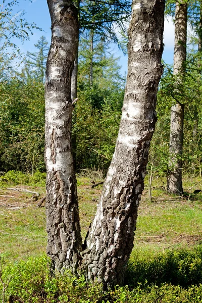 Two Tree Trunk Birch Closeup — Stock Photo, Image