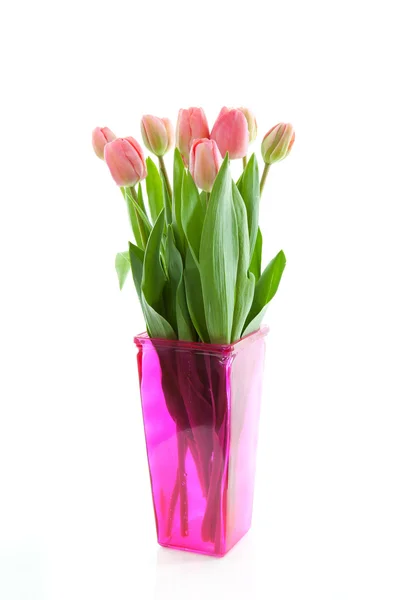 Tulipes néerlandaises en vase rose — Photo