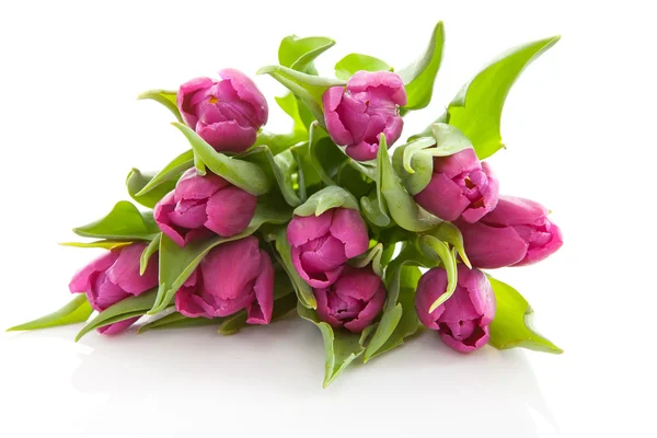 Bouquet de tulipes néerlandaises violettes — Photo