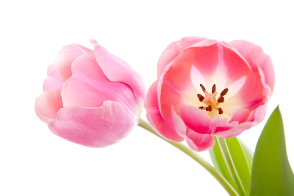 Schöne rosa holländische Tulpen — Stockfoto