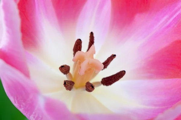 粉色郁金香的心脏 — 图库照片