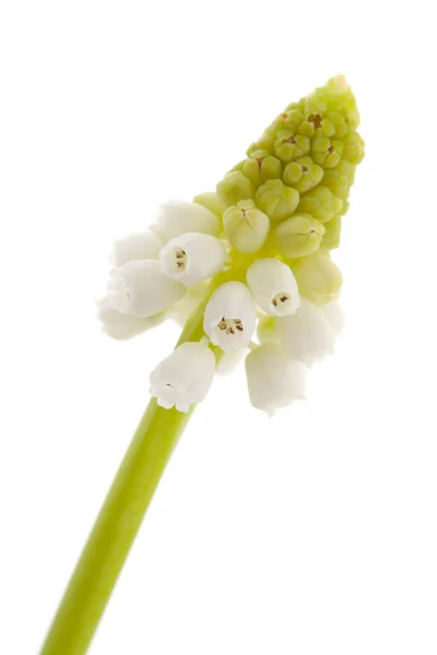 Kwiat na białym tle białej magii Szafirek drobnokwiatowy — Zdjęcie stockowe