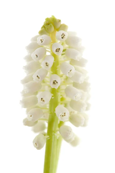 Απομονωμένες λευκή μαγεία λουλούδι του muscari botryoides — Φωτογραφία Αρχείου