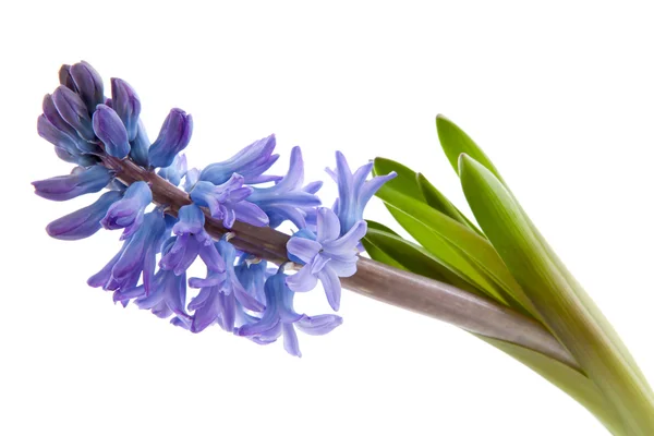 Fialový květ hyacinthus — Stock fotografie