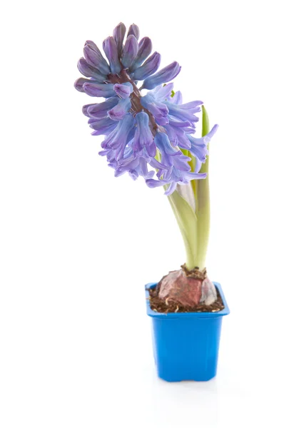 Paarse hyacinthus bloem — Stockfoto