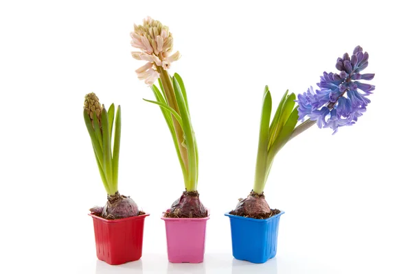 Kleurrijke hyacinthus bloem — Stockfoto