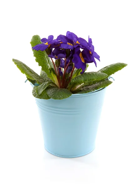 Fioletowy primula kwiaty w niebieskim wiaderku — Zdjęcie stockowe