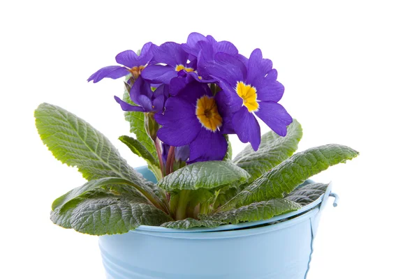 紫色报春花卉在蓝桶 — 图库照片