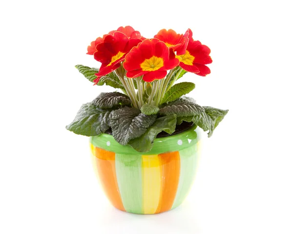 Flor de primula vermelha em vaso colorido — Fotografia de Stock