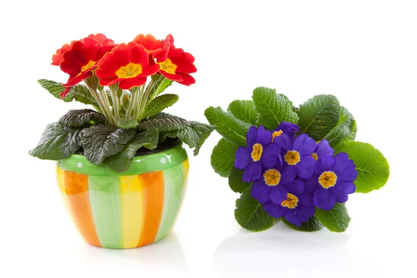Red and purple primula flower in colorful pot — Stock Photo, Image