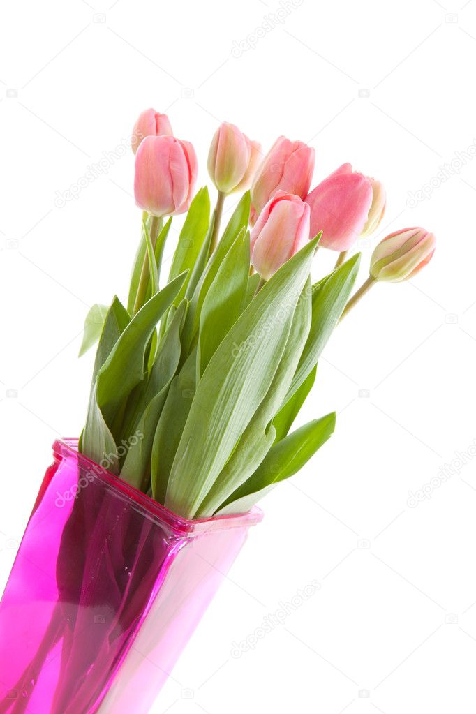 Dutch tulips in pink vase