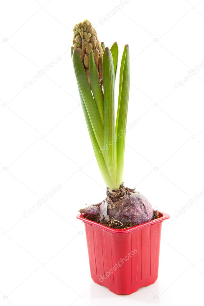 Red hyacinthus flower
