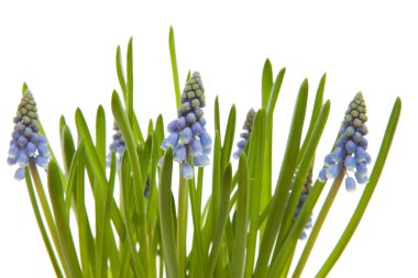 Muscari botryoides flowers also known as blue grape clipart