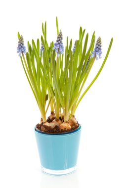 Muscari botryoides da mavi çiçek üzüm