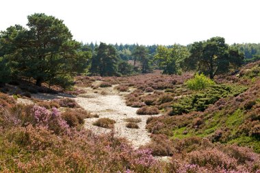 Typical Dutch dunes with heath clipart