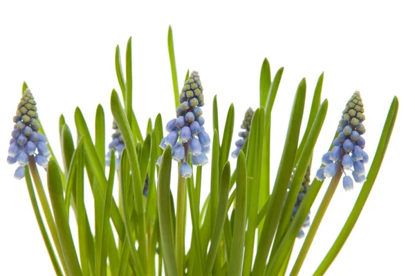Muscari botryoides flowers also known as blue grape — Stock Photo, Image