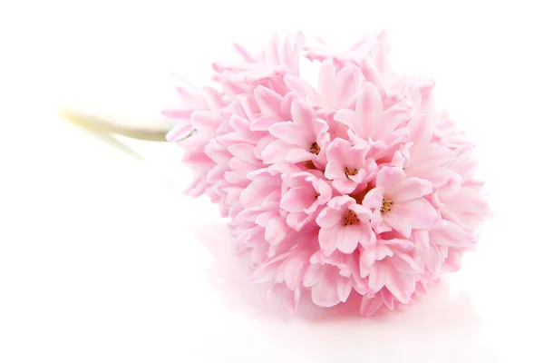 Roze hyacint bloem — Stockfoto