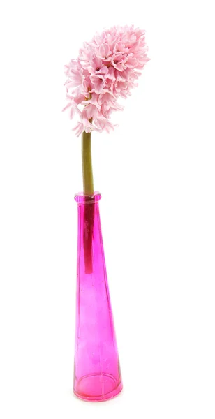Cam vazo içinde pembe sümbül çiçeği — Stok fotoğraf