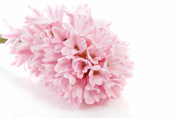 Fiore di giacinto rosa — Foto Stock