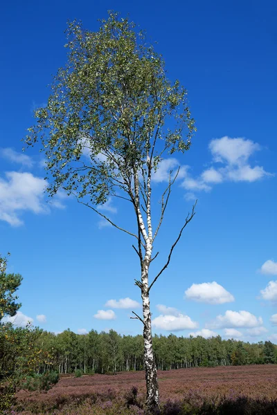 stock image White birch trees on field of heath