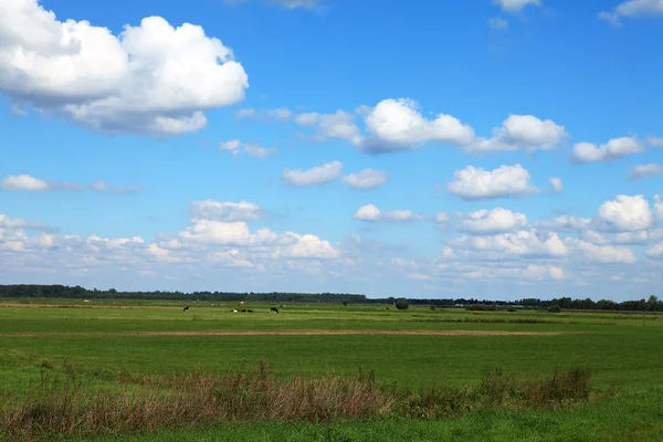 Typisch Hollands landschap — Stockfoto