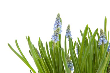 Muscari botryoides c de mavi üzüm sümbül çiçek