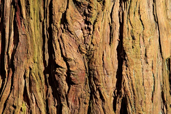 Eski arka plan ağaç gövdesi — Stok fotoğraf