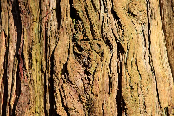 Eski arka plan ağaç gövdesi — Stok fotoğraf