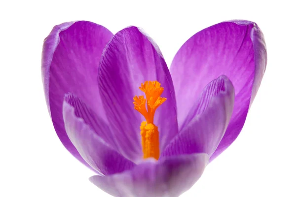 Λουλούδι ροζ ολλανδική άνοιξη κρόκος — Φωτογραφία Αρχείου