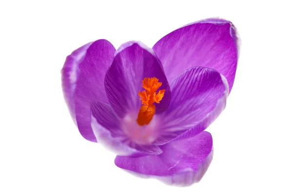 Pink Dutch spring crocus flower — Stock Photo, Image