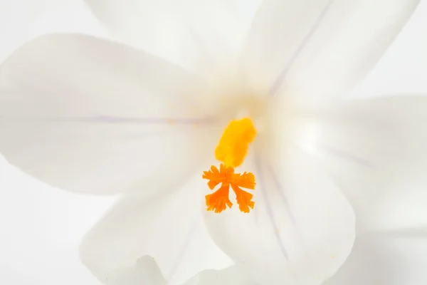 Macro of white Dutch spring crocus flower — Stock Photo, Image