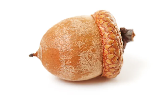 Makro för acorn — Stockfoto