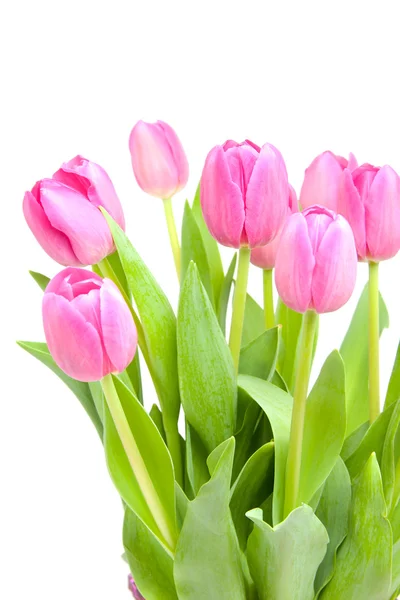 Розовые голландские тюльпаны крупным планом — стоковое фото