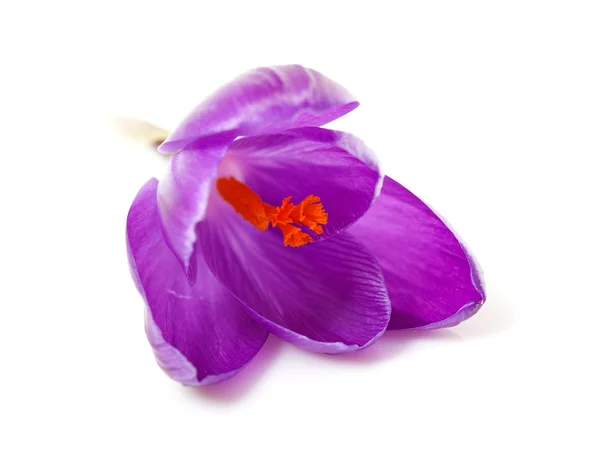 Růžový holandský jaro crocus květ — Stock fotografie