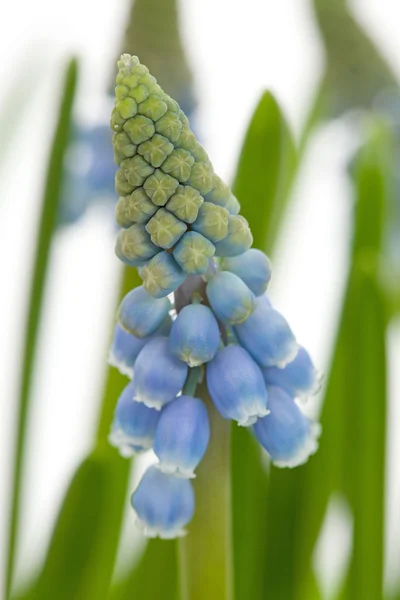 Muscari botryoides fiore noto anche come giacinto di uva blu in c — Foto Stock