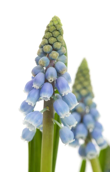 Muscari botryoides flower also known as blue grape hyacinth in c — Stock Photo, Image