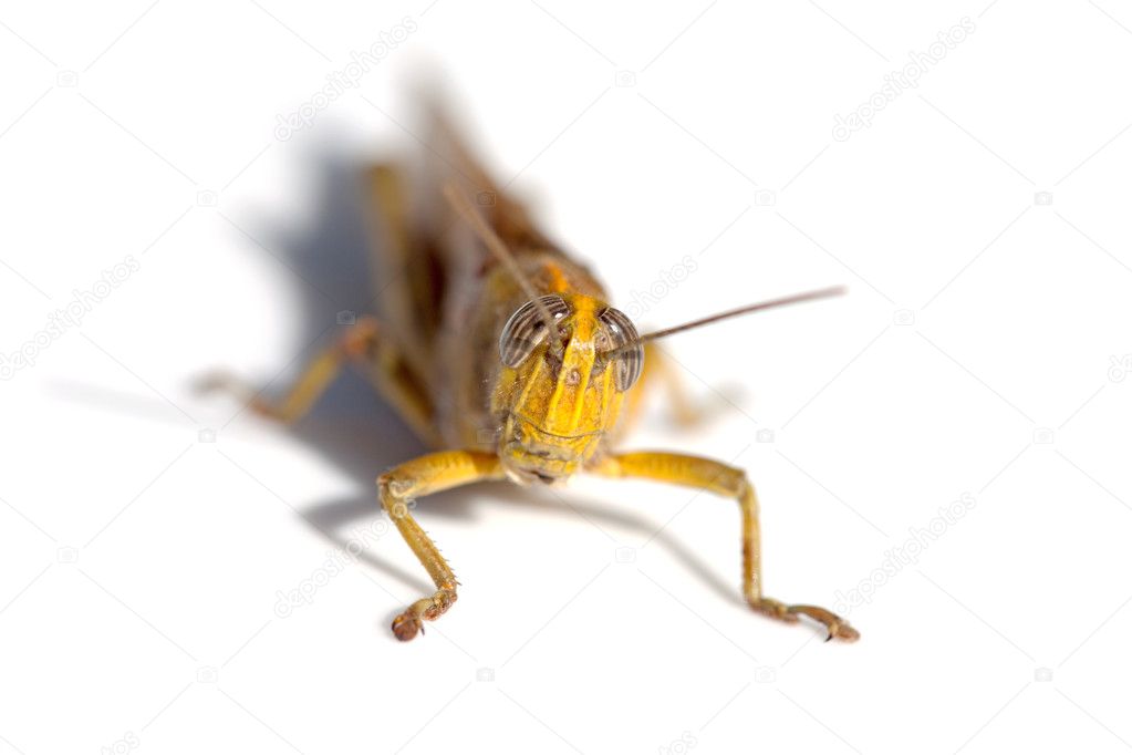 Brown grasshopper in closeup