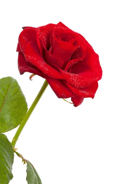 Bella rosa rossa con gocce d'acqua in primo piano — Foto Stock