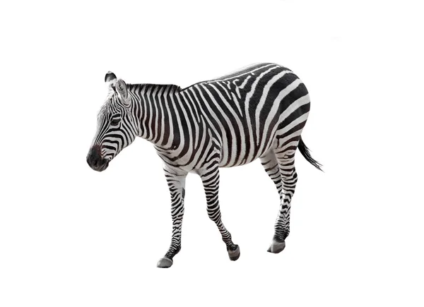 Walking zebra — Stock Photo, Image